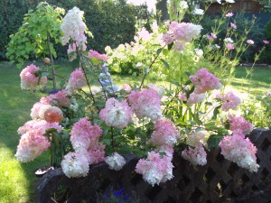 Rose, Sedum, Hortensie, Ranunkelstrauch, Magnolie, Cosmea 008