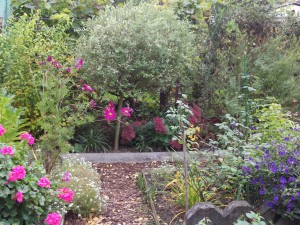 Fenster,Hortensie,Sedum,Aster.Geranie,Solanum 059