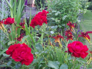 Baumlilie, Taglilie, Rose, Blauraute, Gladiole 024