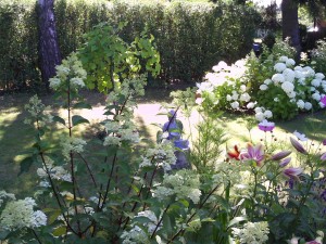 Baumlilie, Taglilie, Rose, Blauraute, Gladiole 075