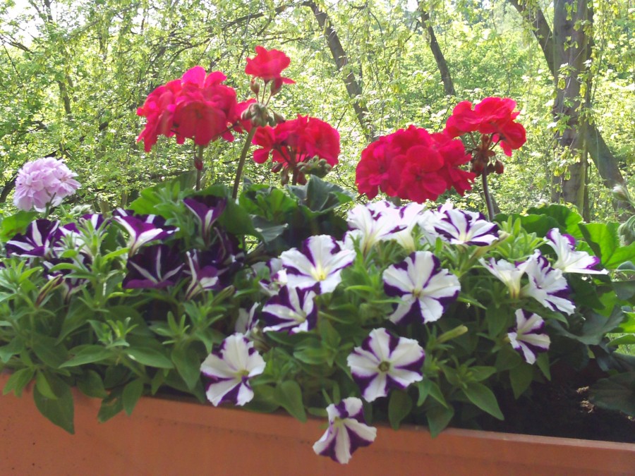 Balkonpflanzen Geranien und Petunien Gartenelfe