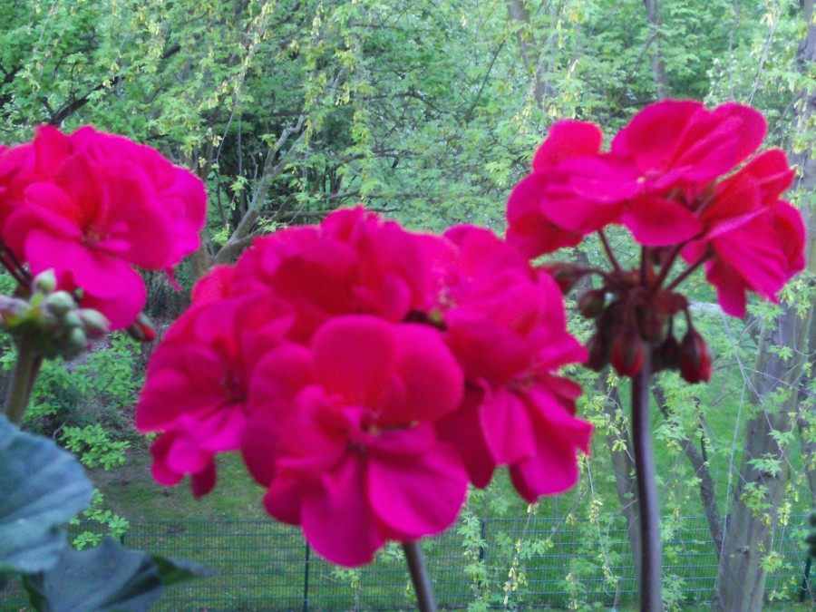 Balkonpflanzen Geranien und Petunien Gartenelfe