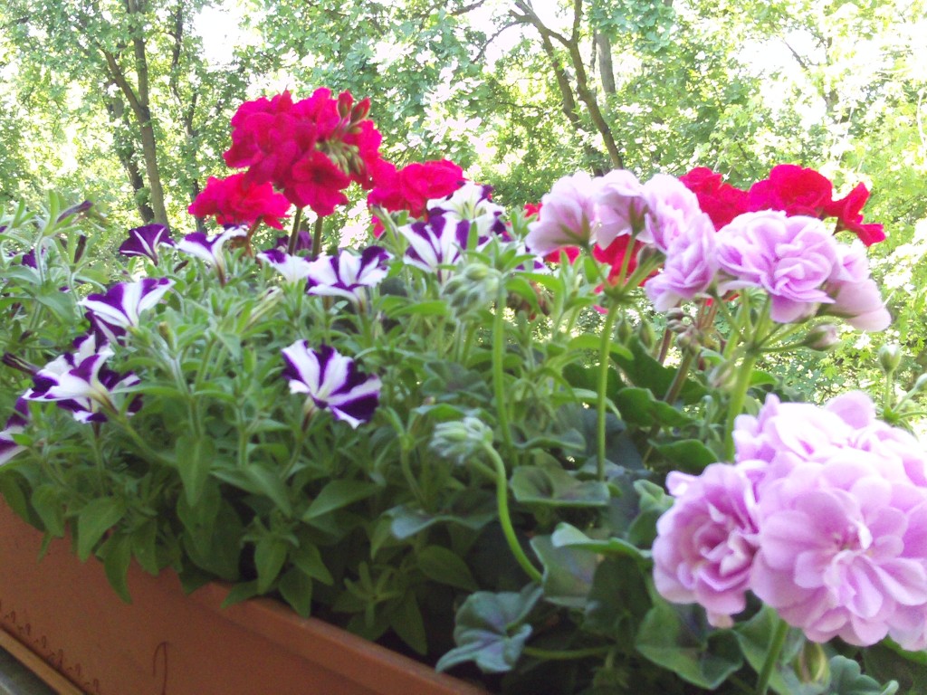 Balkonpflanzen Geranien und Petunien Gartenelfe