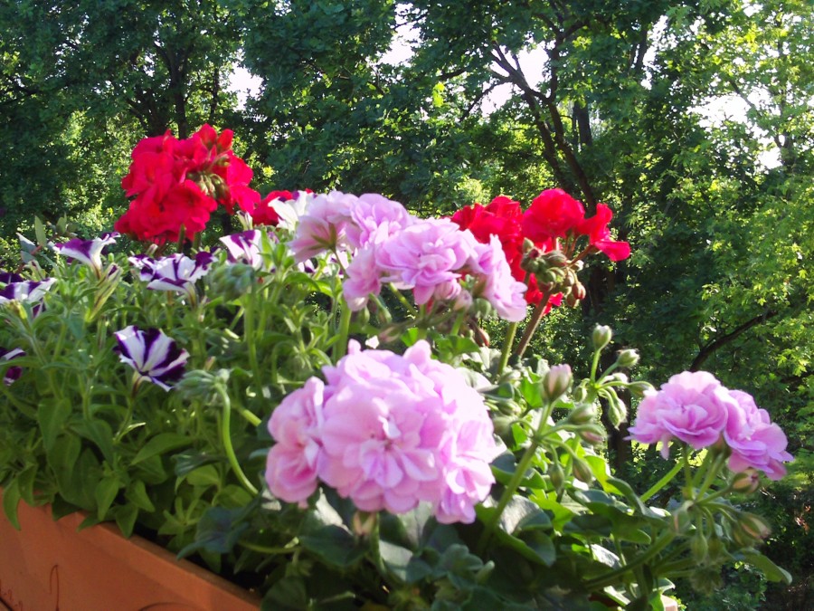 Balkonpflanzen Geranien und Petunien Gartenelfe