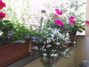 Balkon gestalten, Balkon, Geranien, Schneeflockenblume, Sommer